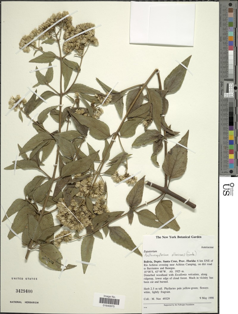 Austroeupatorium albescens