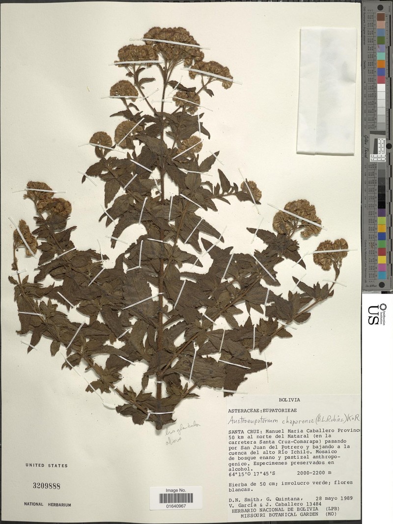Austroeupatorium chaparense
