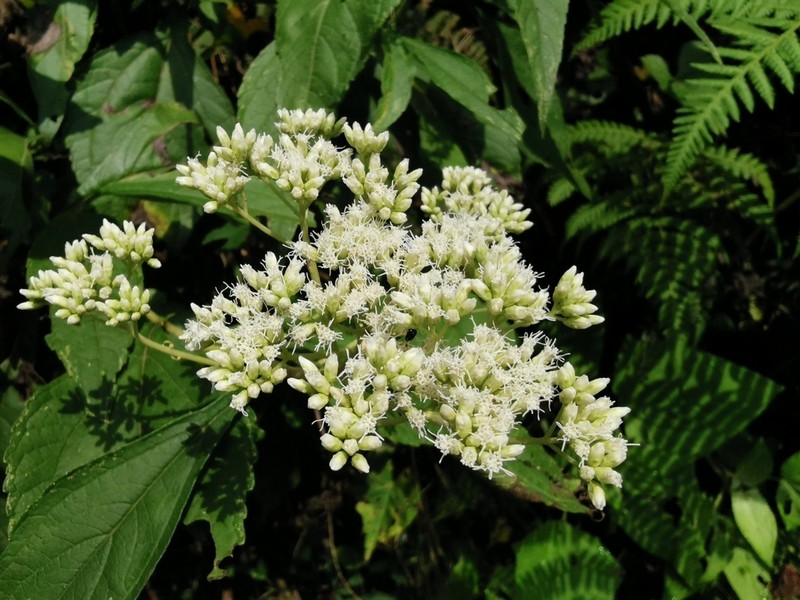 Austroeupatorium decemflorum