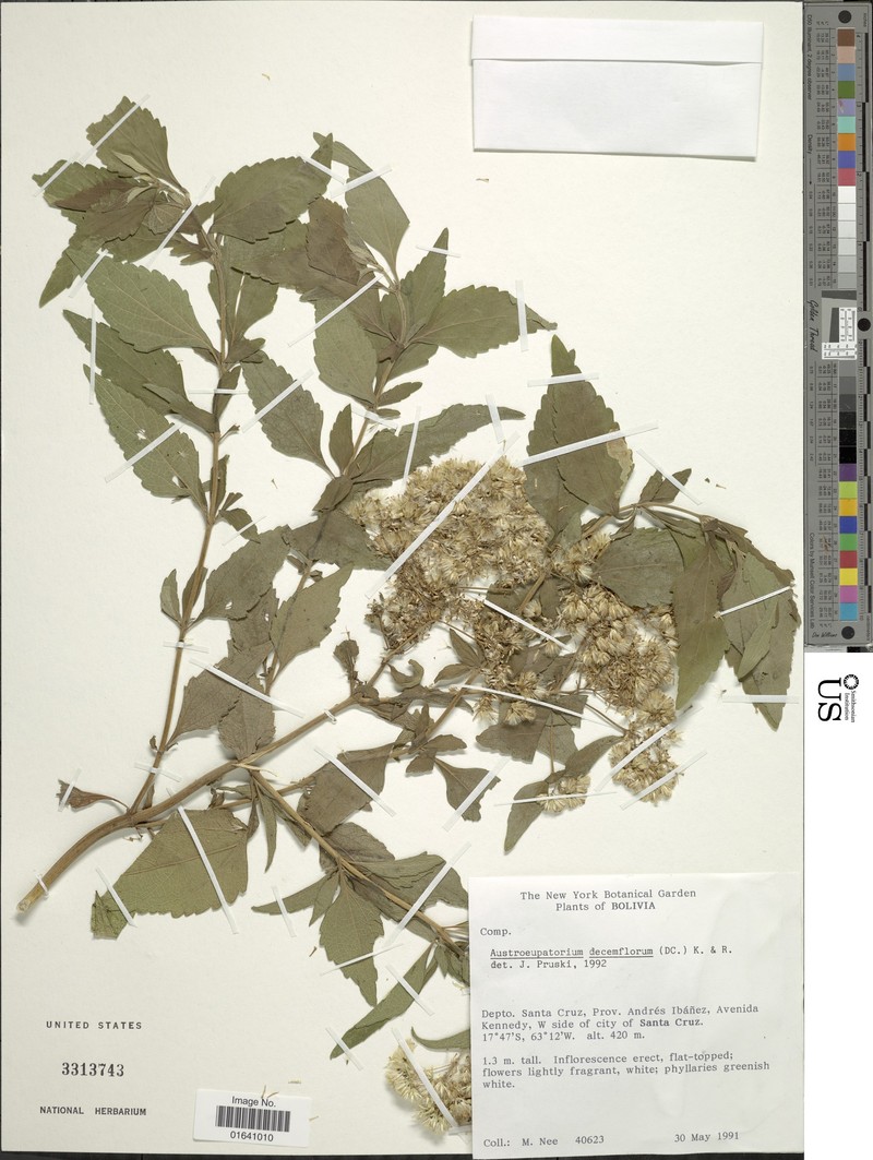 Austroeupatorium decemflorum photo 2
