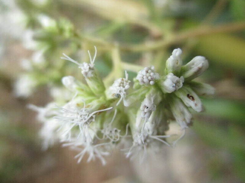 Austroeupatorium inulifolium