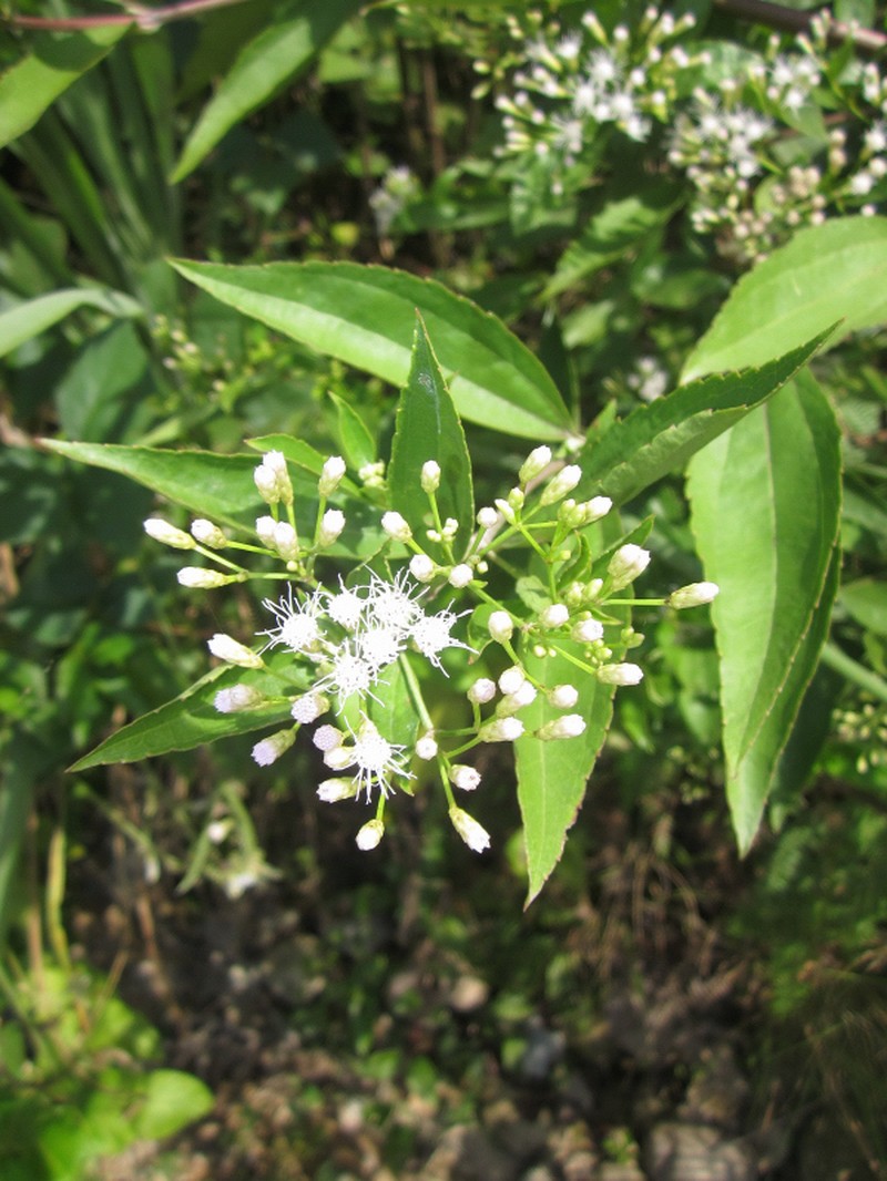Austroeupatorium inulifolium photo 2