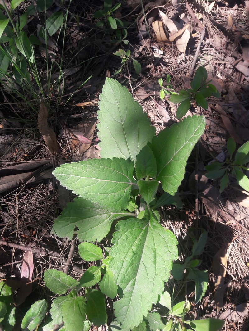 Austroeupatorium inulifolium photo 3