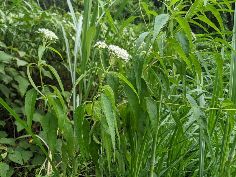 Austroeupatorium inulifolium photo 4