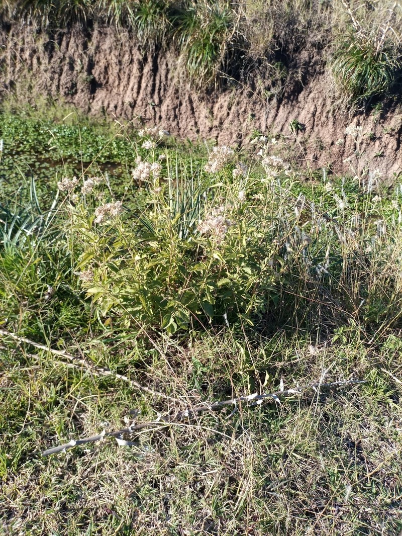 Austroeupatorium inulifolium photo 5