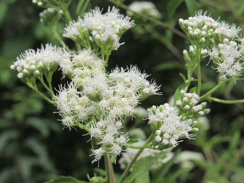 Austroeupatorium inulifolium photo 6