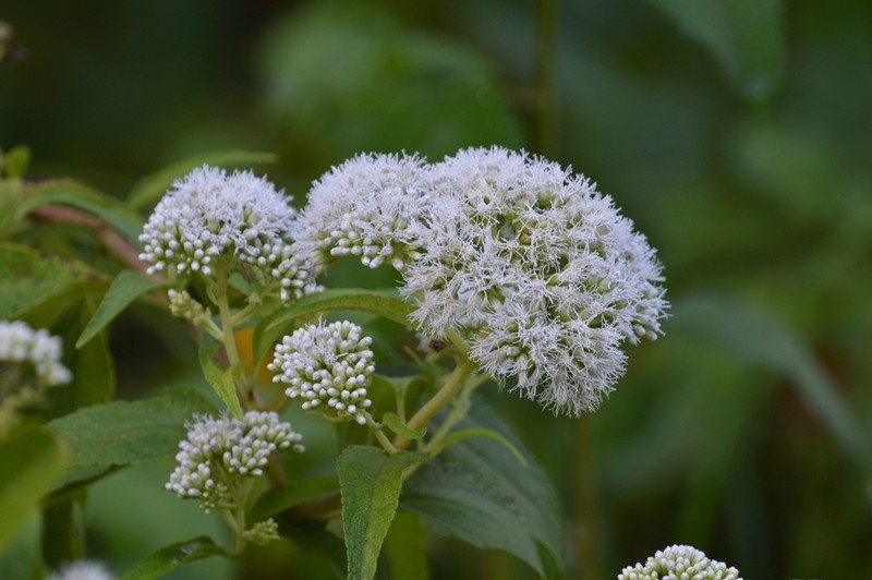 Austroeupatorium inulifolium photo 7