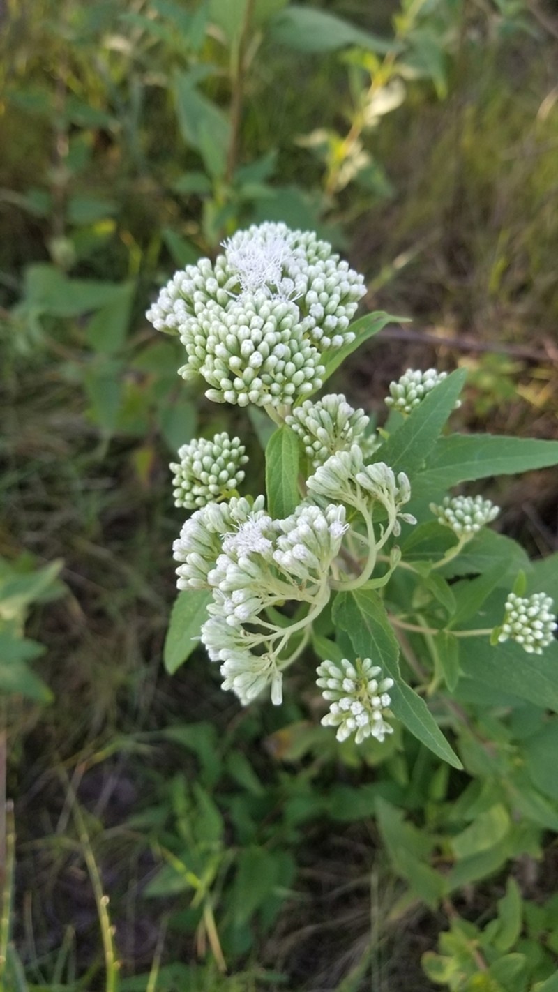 Austroeupatorium inulifolium photo 8