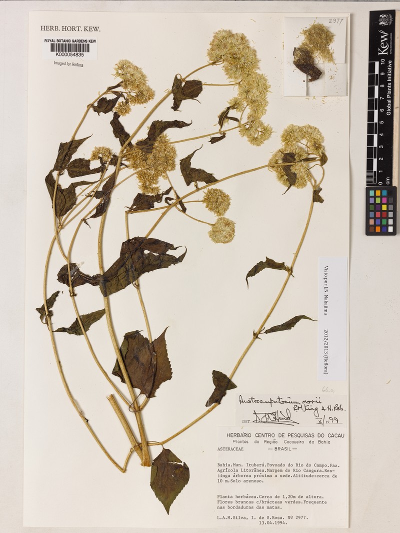 Austroeupatorium morii