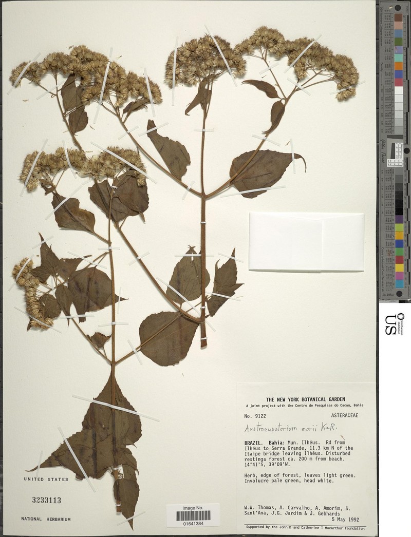 Austroeupatorium morii photo 2