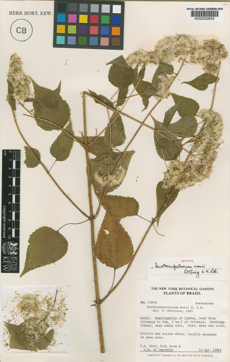 Austroeupatorium morii photo 3