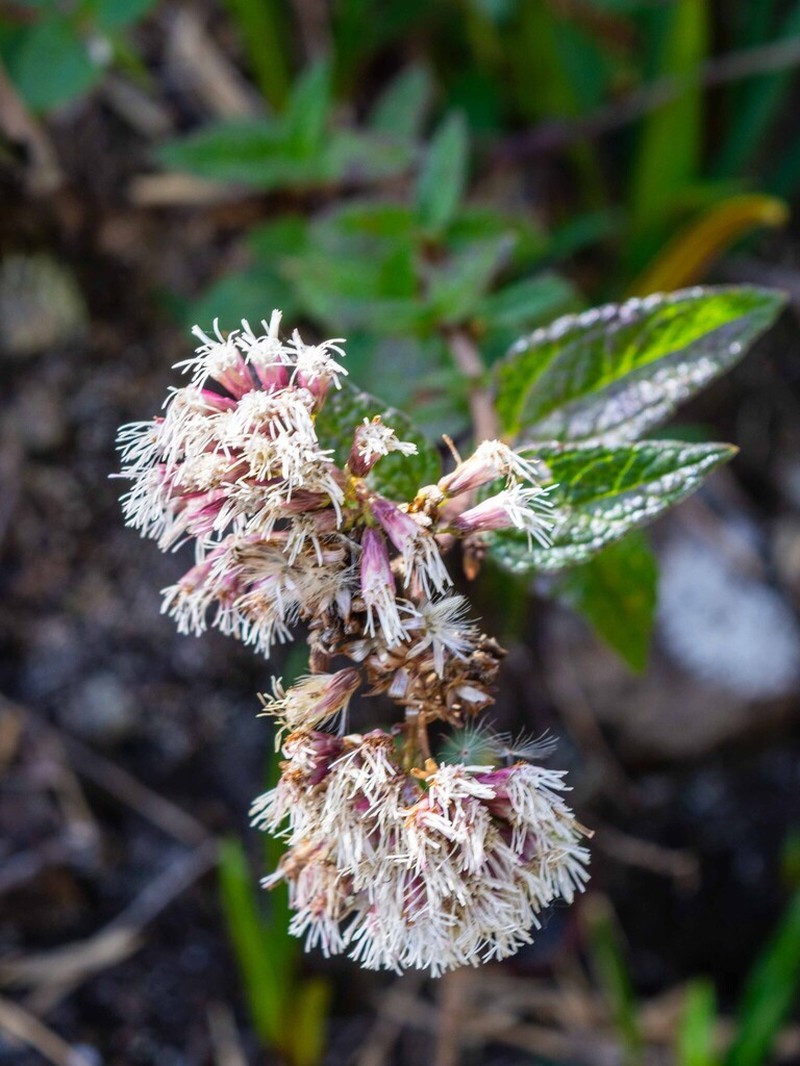 Austroeupatorium neglectum photo 2