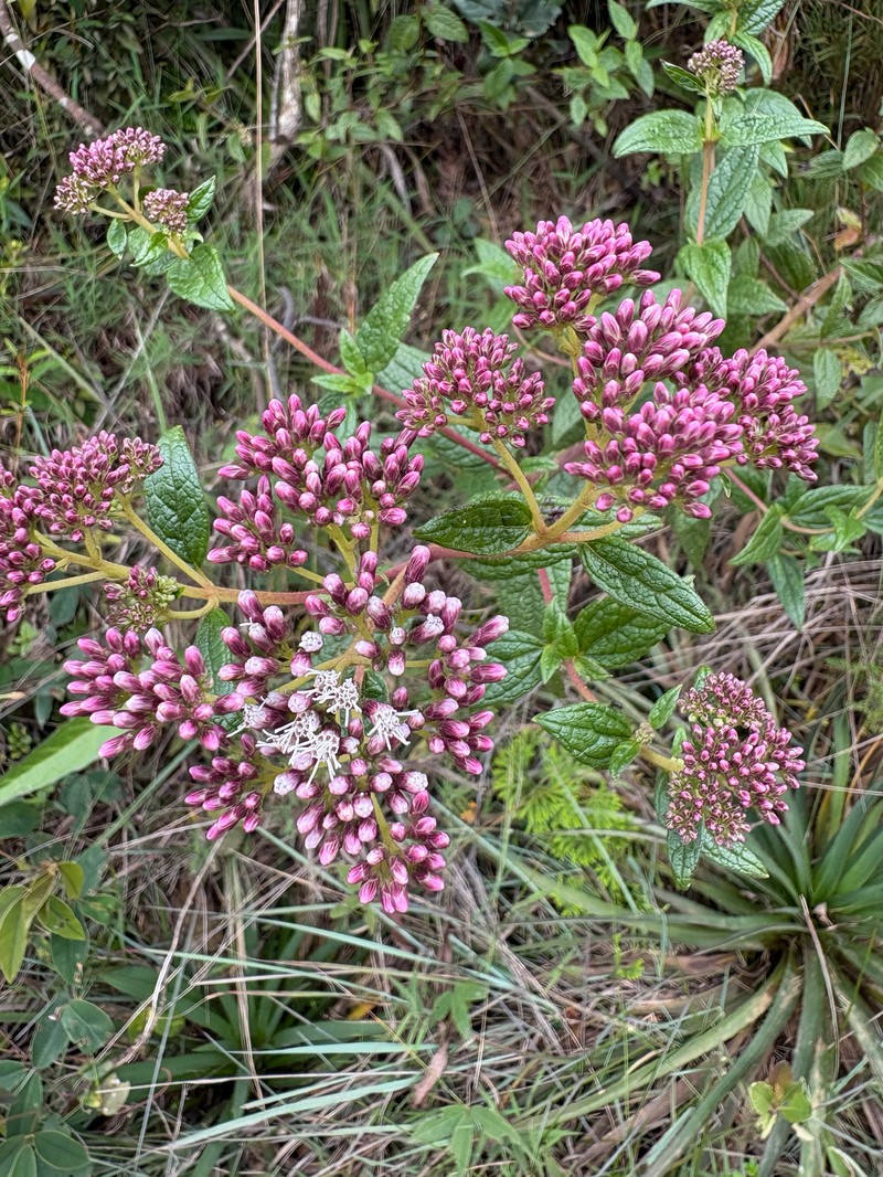 Austroeupatorium neglectum photo 3