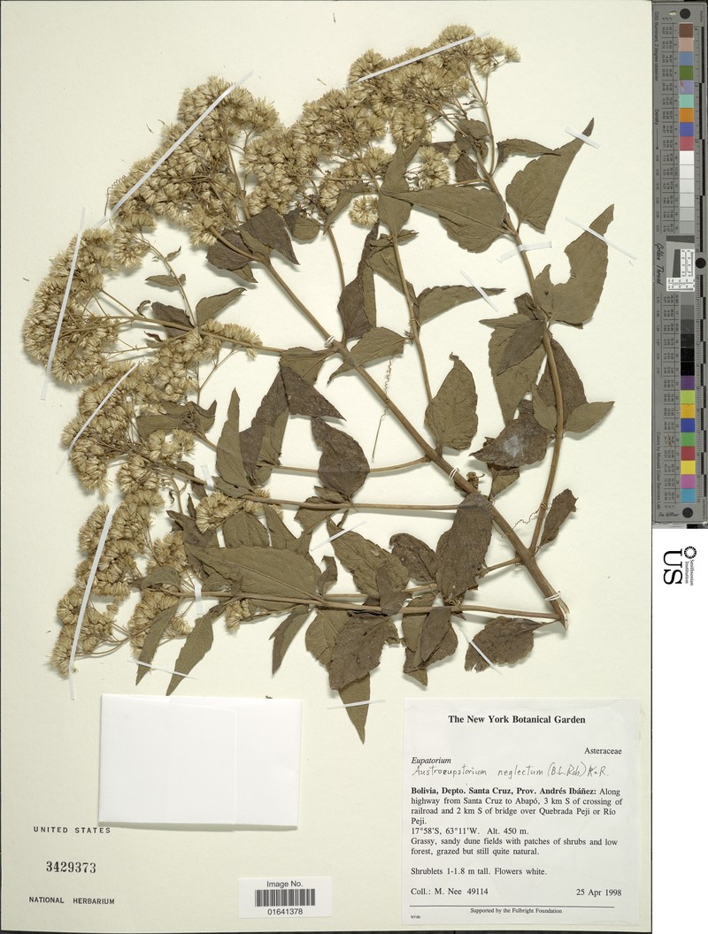 Austroeupatorium neglectum photo 4