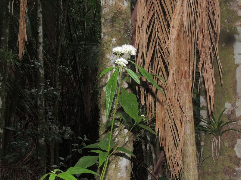 Austroeupatorium picturatum