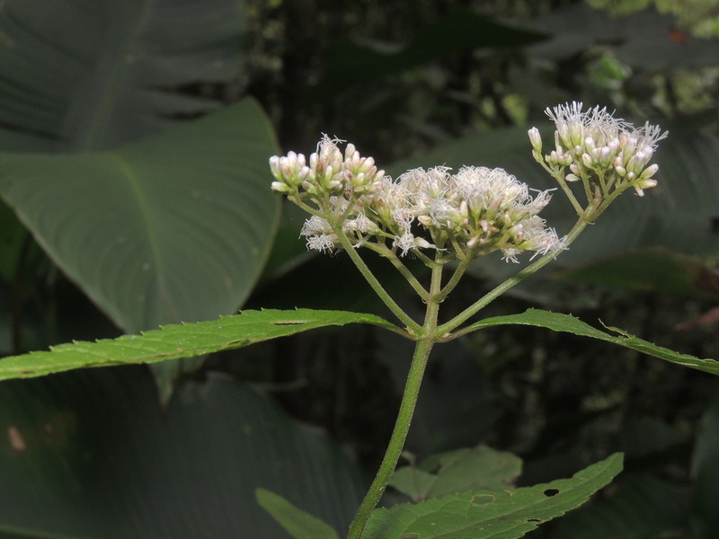 Austroeupatorium picturatum photo 2