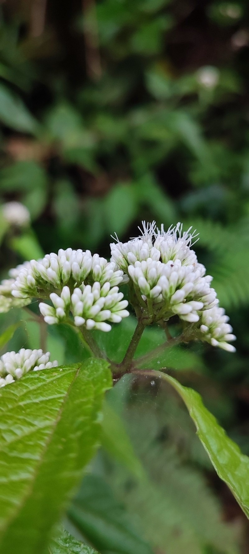 Austroeupatorium picturatum photo 3