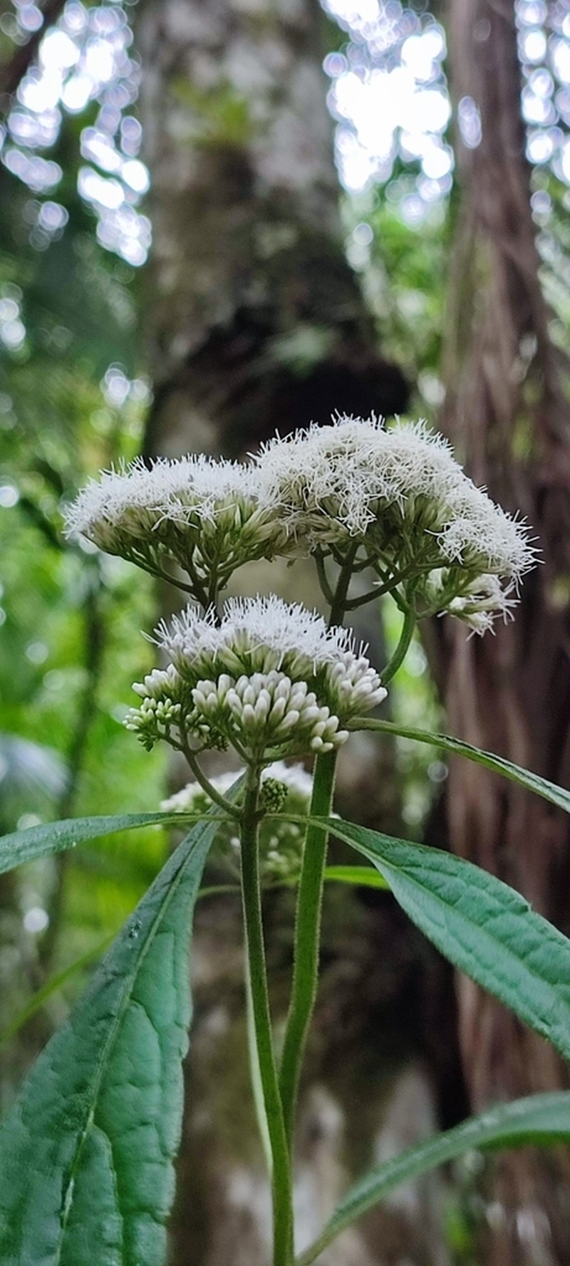 Austroeupatorium picturatum photo 4