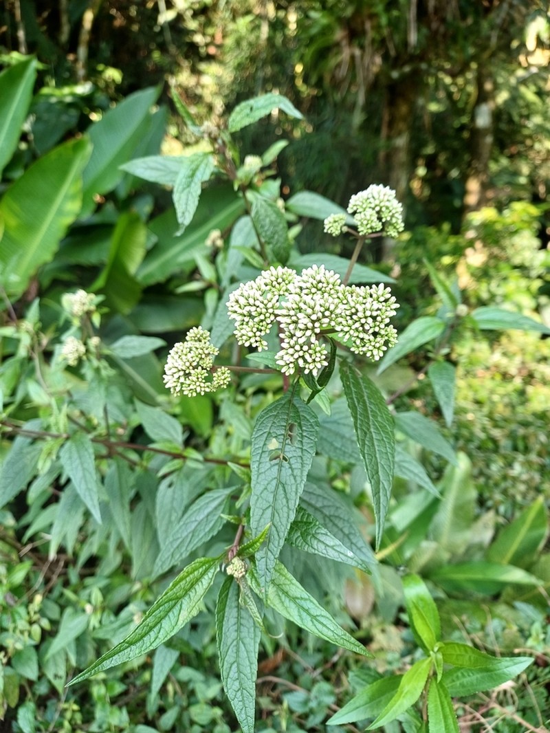 Austroeupatorium picturatum photo 5