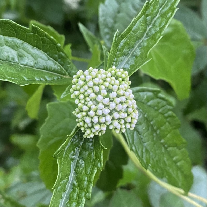 Austroeupatorium picturatum photo 6
