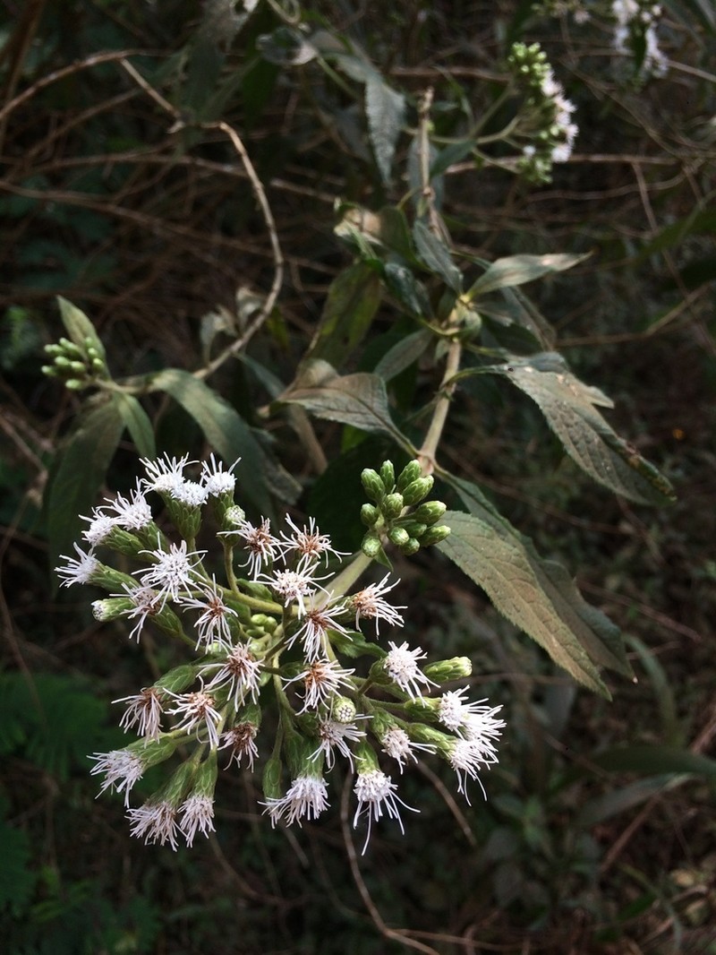 Austroeupatorium picturatum photo 7