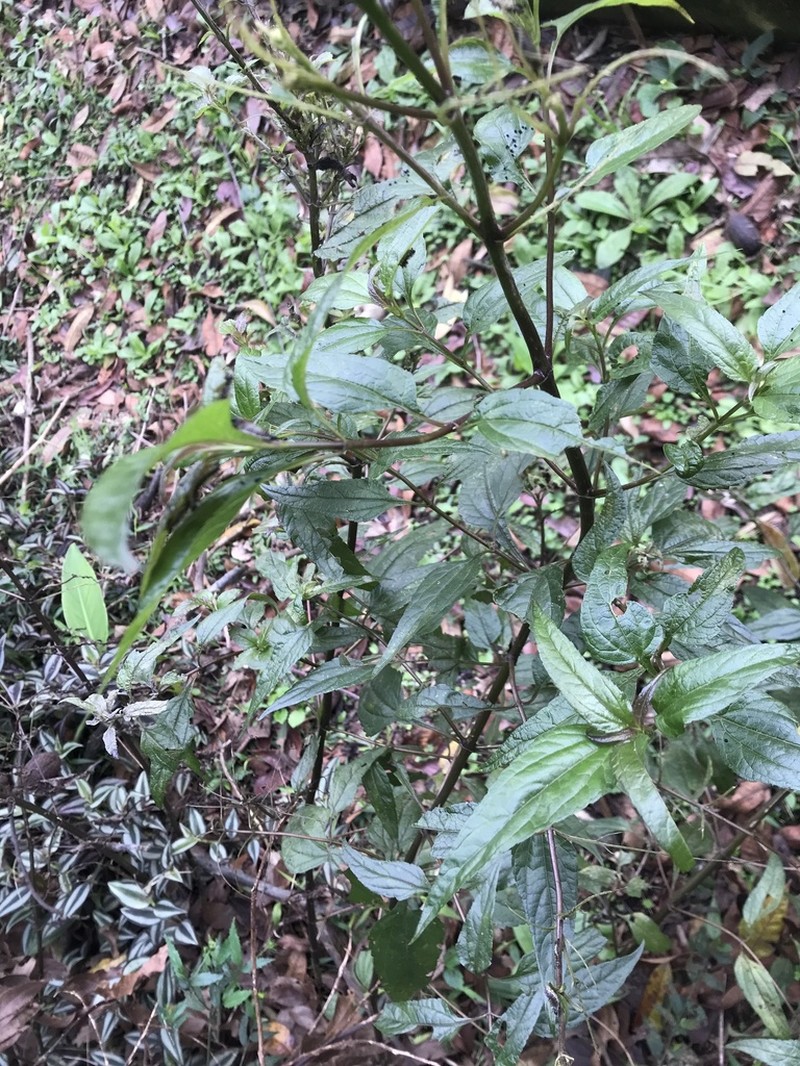 Austroeupatorium picturatum photo 8