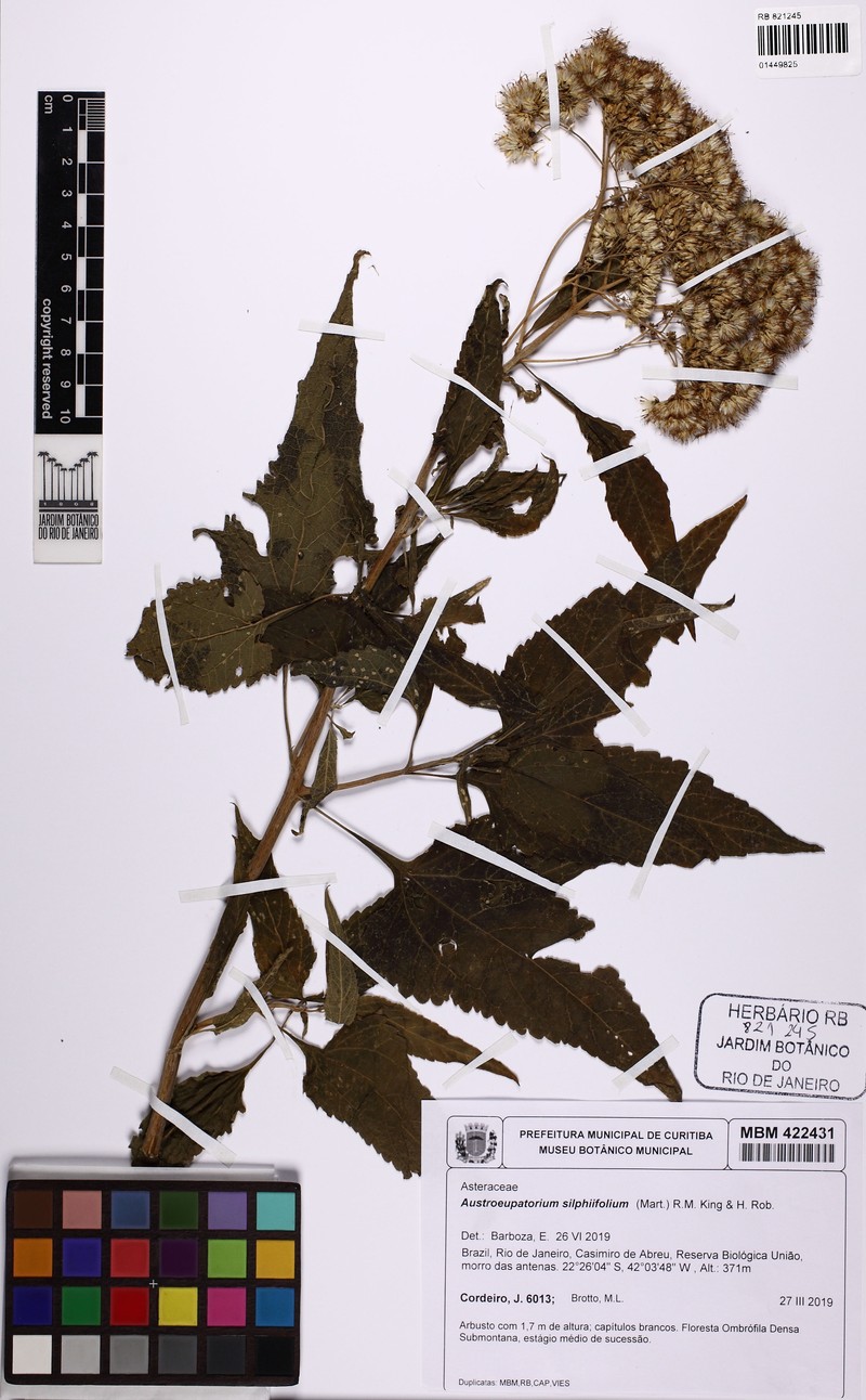 Austroeupatorium silphiifolium