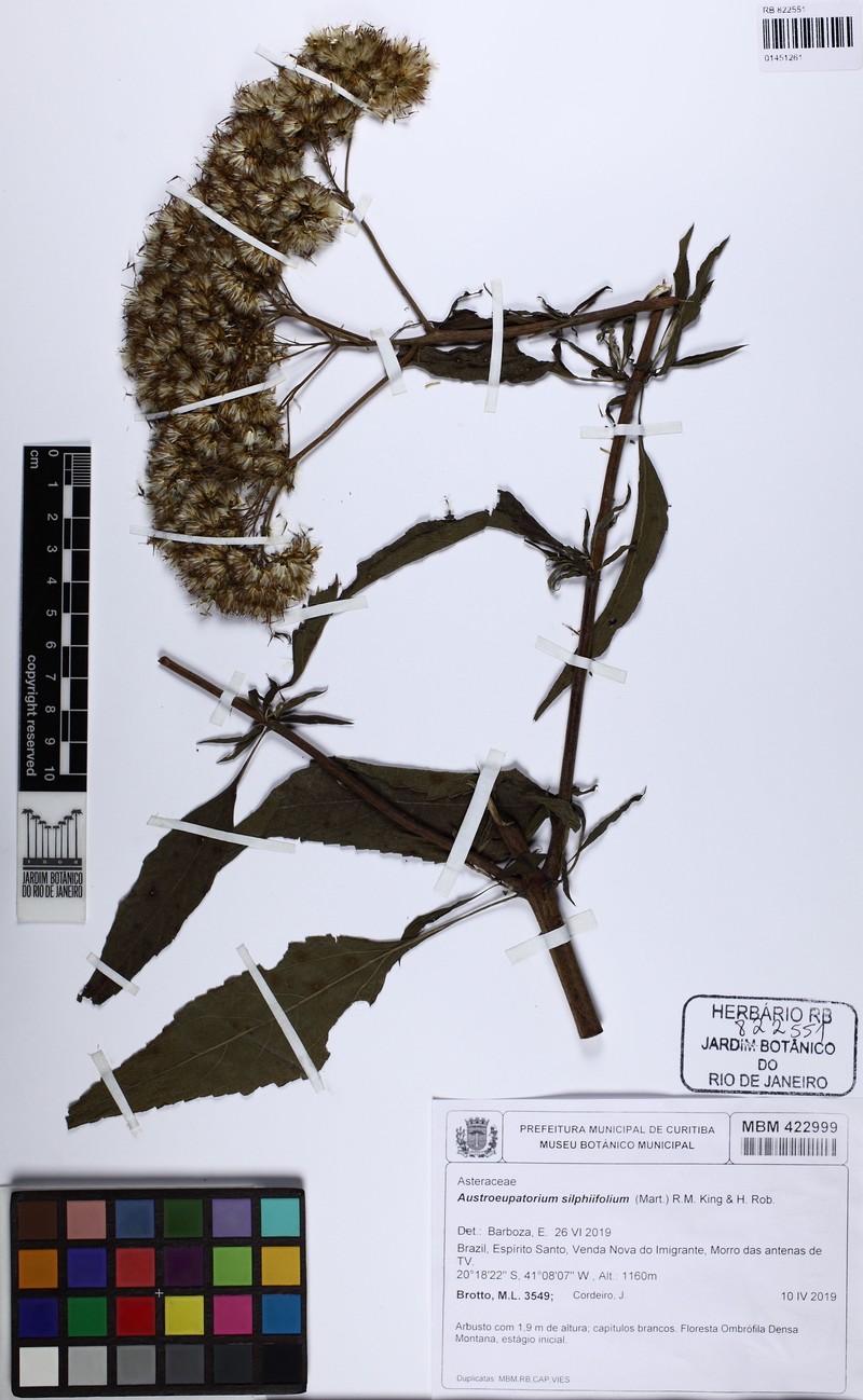 Austroeupatorium silphiifolium photo 2