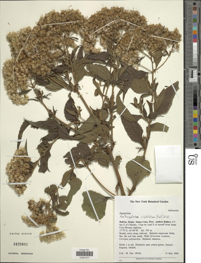 Austroeupatorium silphiifolium photo 3