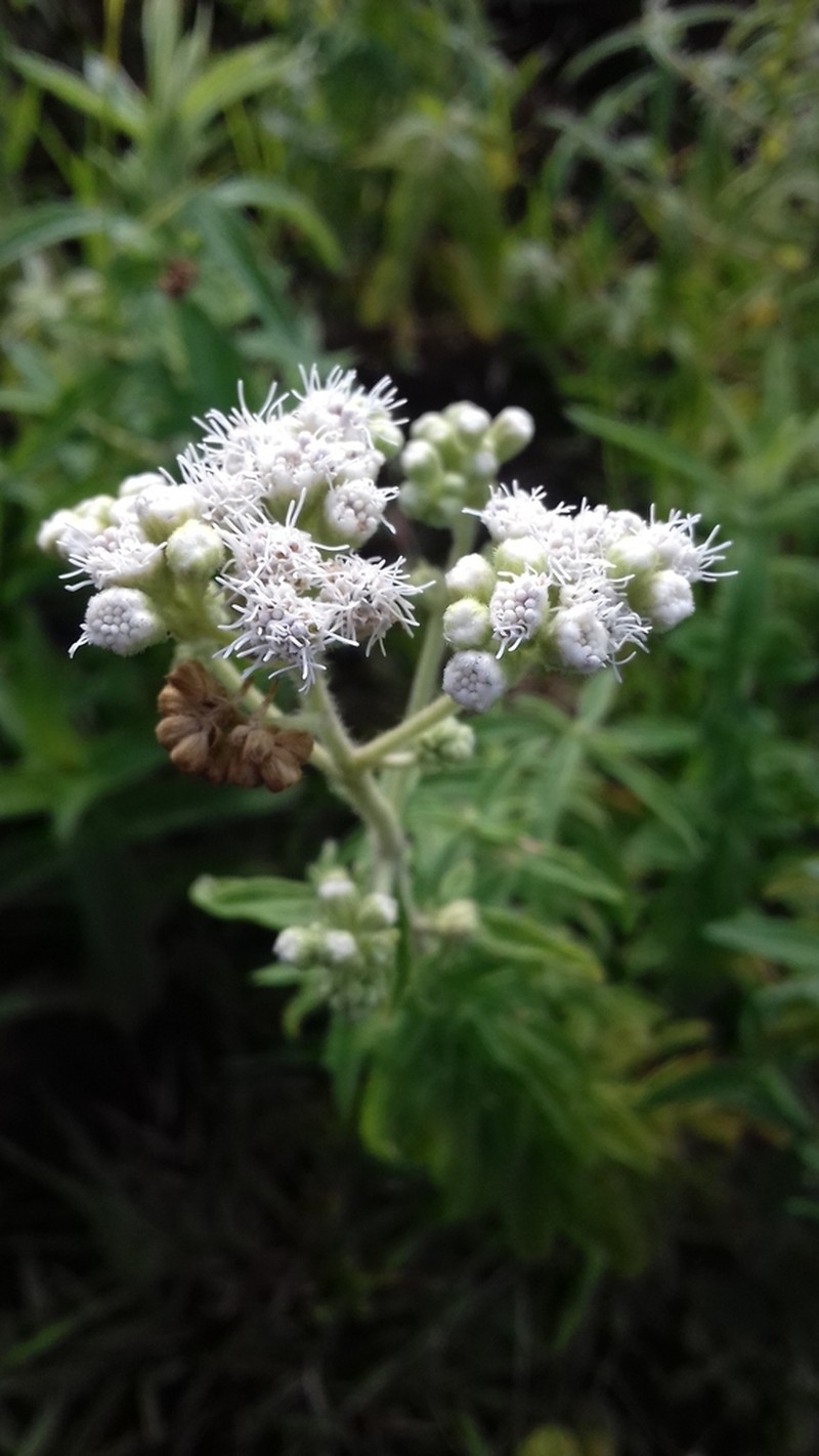 Austroeupatorium steviifolium