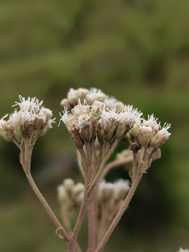 Austroeupatorium steviifolium photo 2