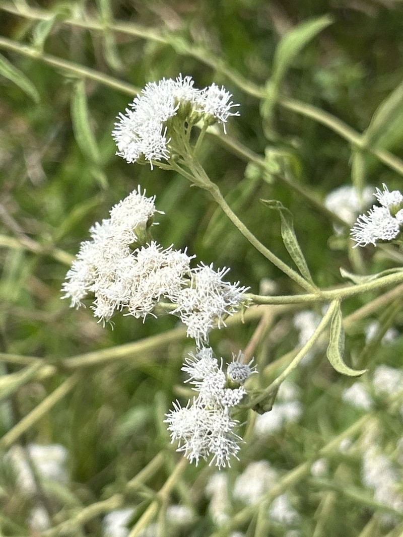 Austroeupatorium steviifolium photo 3