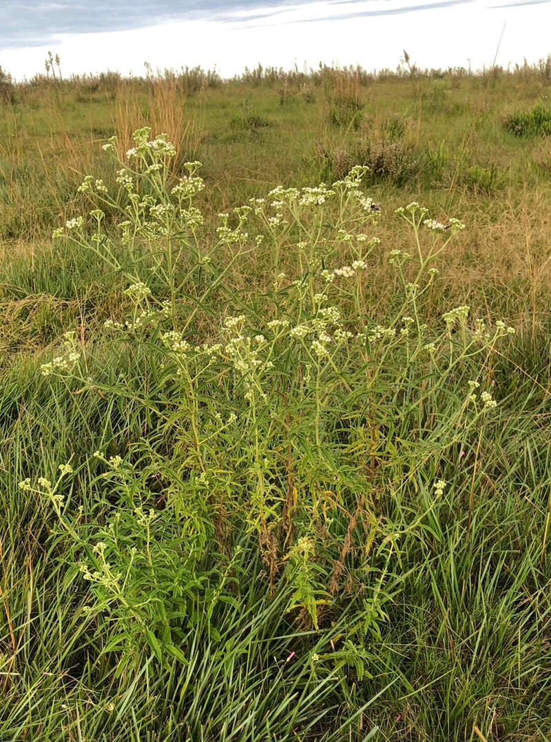 Austroeupatorium steviifolium photo 4
