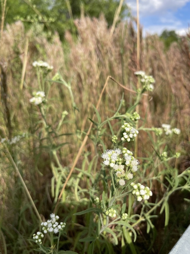 Austroeupatorium steviifolium photo 7