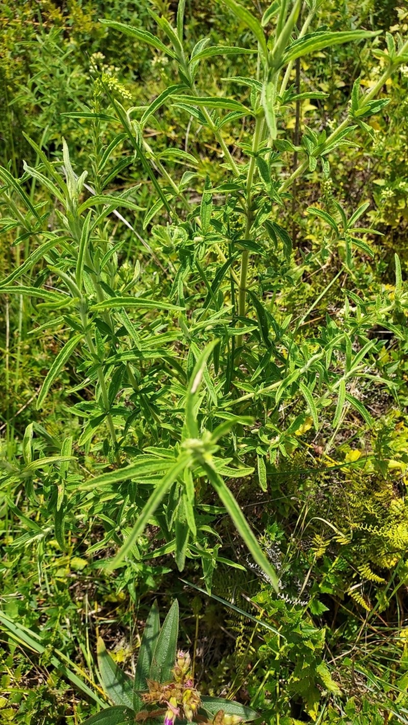 Austroeupatorium steviifolium photo 8