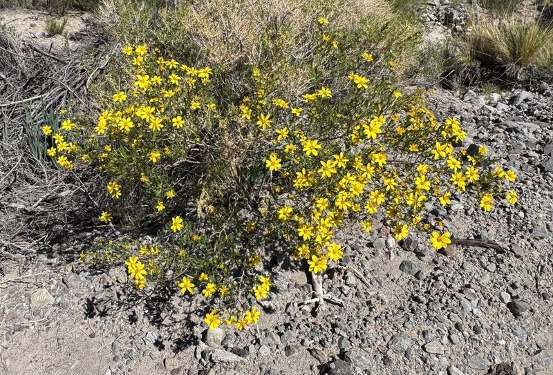 Austroflourensia fiebrigii
