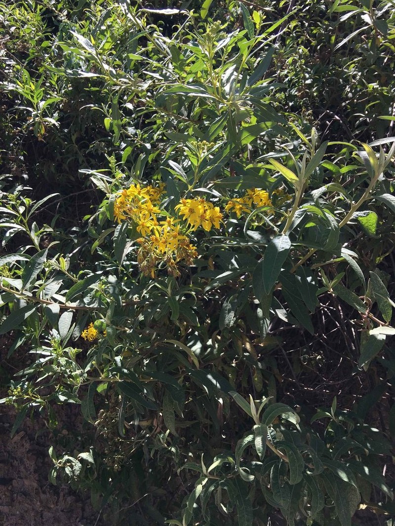 Austroflourensia fiebrigii photo 2