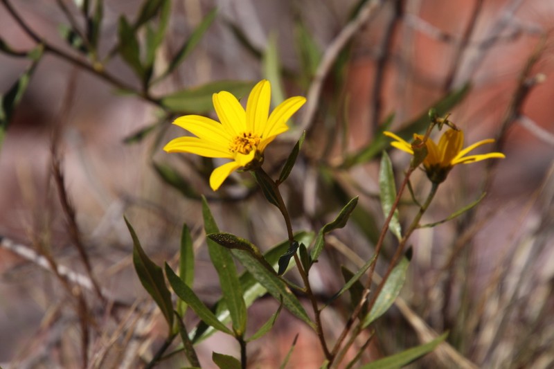 Austroflourensia fiebrigii photo 3