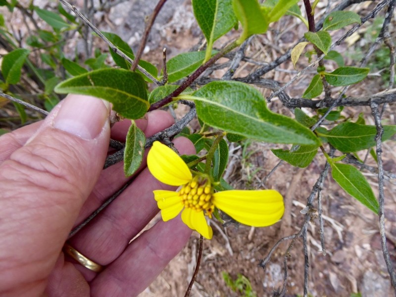 Austroflourensia fiebrigii photo 4