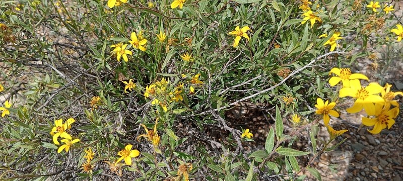 Austroflourensia fiebrigii photo 5