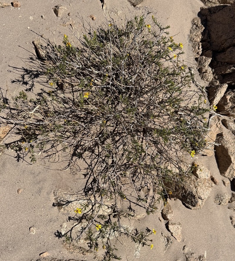 Austroflourensia fiebrigii photo 6