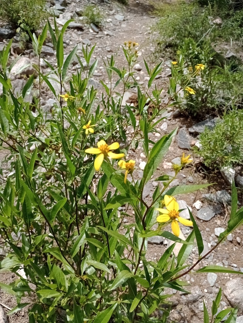 Austroflourensia fiebrigii photo 7