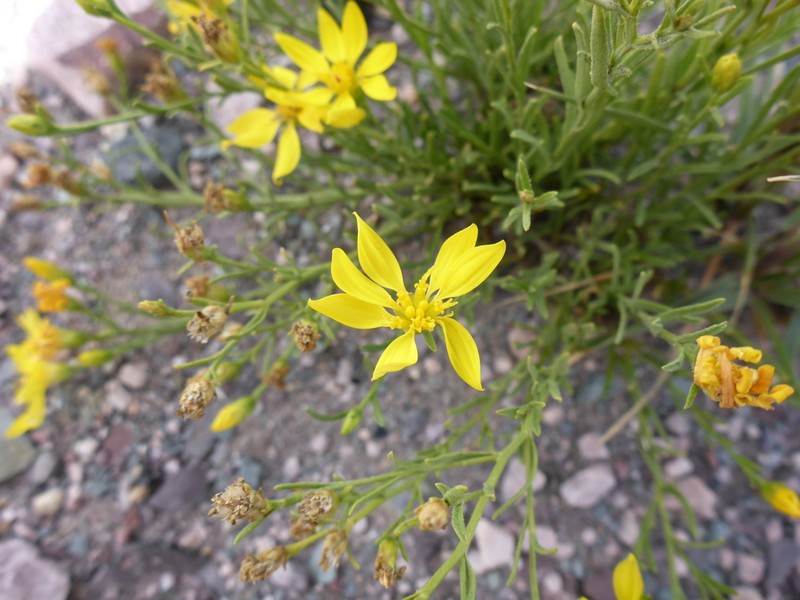 Austroflourensia fiebrigii photo 8