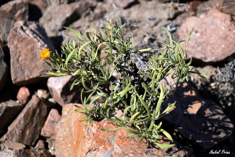 Austroflourensia hirtissima