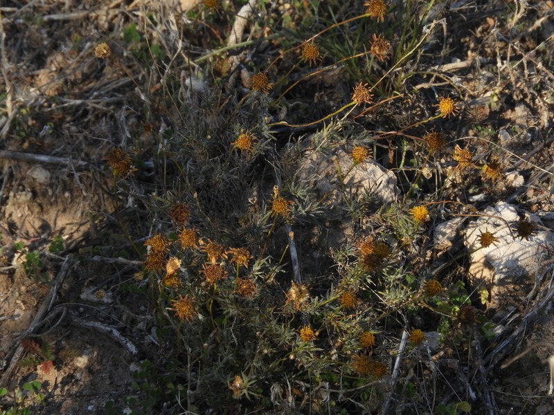 Austroflourensia hirtissima photo 2