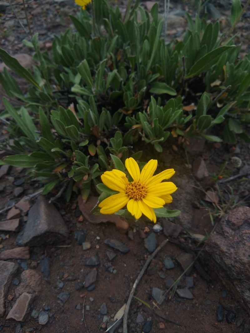 Austroflourensia suffrutescens