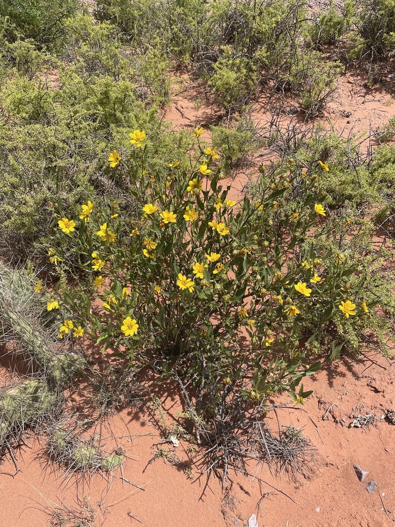 Austroflourensia suffrutescens photo 2