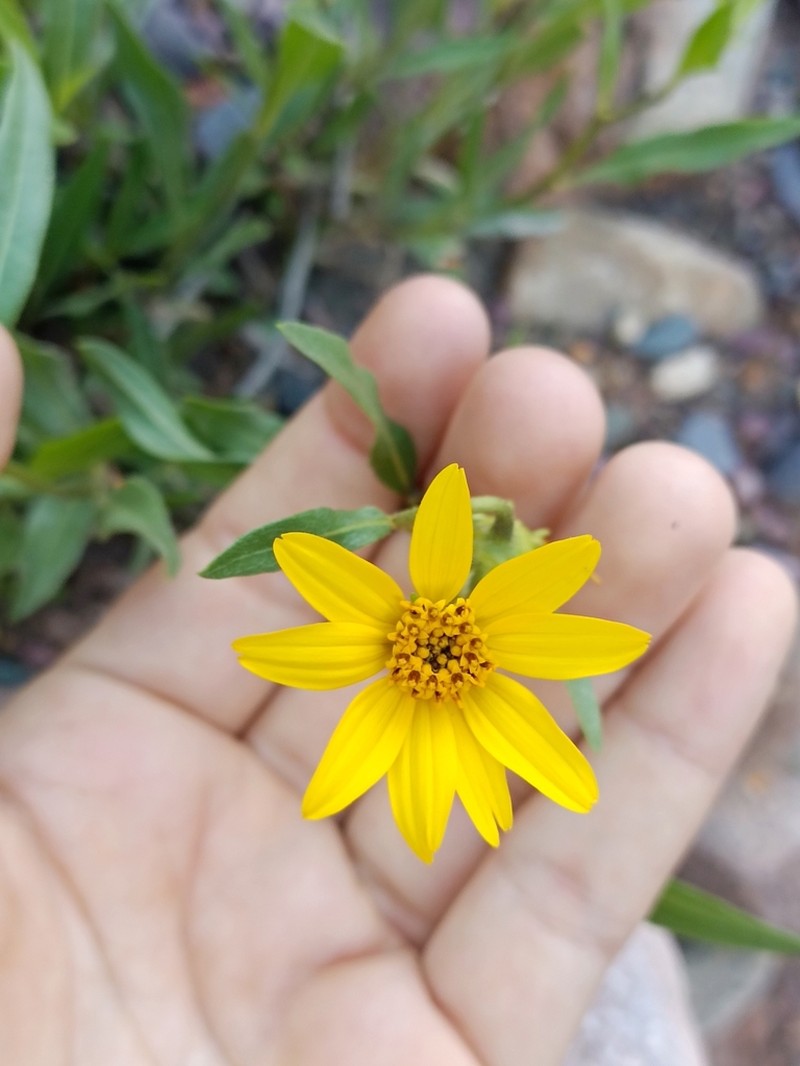Austroflourensia suffrutescens photo 3