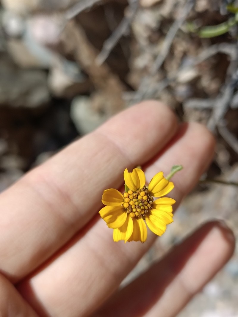 Austroflourensia suffrutescens photo 4