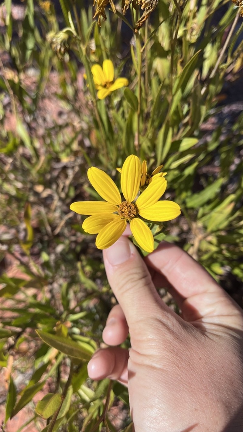 Austroflourensia suffrutescens photo 5